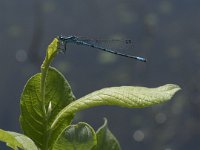 Coenagrion puella 58, Azuurwaterjuffer, Saxifraga-Willem van Kruijsbergen