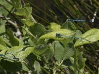 Coenagrion puella 59, Azuurwaterjuffer, Saxifraga-Willem van Kruijsbergen