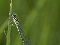 Coenagrion puella 64, Azuurwaterjuffer, female, Saxifraga-Willem van Kruijsbergen