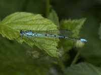 Coenagrion puella 66, Azuurwaterjuffer, Saxifraga-Willem van Kruijsbergen