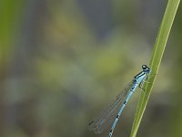 Coenagrion puella 67, Azuurwaterjuffer, Saxifraga-Willem van Kruijsbergen