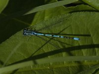 Coenagrion puella 71, Azuurwaterjuffer, Saxifraga-Jan van der Straaten