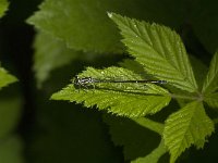 Coenagrion puella 80, Azuurwaterjuffer, Saxifraga-Jan van der Straaten