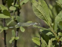 Coenagrion puella 84, Azuurwaterjuffer, Saxifraga-Willem van Kruijsbergen