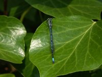 Coenagrion puella 9, Azuurwaterjuffer, male, Saxifraga-Willem Jan Hoeffnagel  Minolta DSC