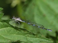 Coenagrion pulchellum, Variable Damselfly