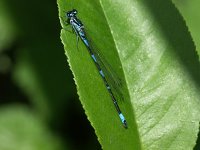 Coenagrion pulchellum 10, Variabele waterjuffer, Saxifraga-Willem Jan Hoeffnagel  Minolta DSC