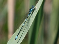 Coenagrion pulchellum 12, Variabele waterjuffer, Vlinderstichting-Tim Termaat