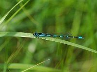 Coenagrion pulchellum 13, Variabele waterjuffer, Vlinderstichting-Jaap Bouwman