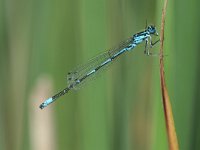 Coenagrion pulchellum 14, Variabele waterjuffer, Vlinderstichting-Tim Termaat