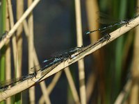 Coenagrion pulchellum 15, Variabele waterjuffer, Vlinderstichting-Jaap Bouwman