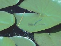 Coenagrion pulchellum 16, Variabele waterjuffer, Saxifraga-Frits Bink