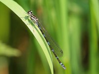 Een vrouwtje Variabele waterjuffer  Een vrouwtje Variabele waterjuffer zit te rusen op een blad van Lisdodde : Coenagrion, Coenagrion pulchellum, Variabele, Variabele waterjuffer, biotoop, dier, insect, juffer, libel, libelle, macro, natuur, natuurbeheer, natuurbeleid, natuurlijk, natuurlijke, omgeving, sloot, slootkant, vrouw, vrouwtje, water, waterjuffer, waterkwaliteit