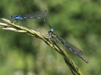 Coenagrion pulchellum 18, Variabele waterjuffer, Saxifraga-Peter Meininger