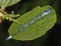 Variabele waterjuffer #06956 : Coenagrion pulchellum, Variabele waterjuffer