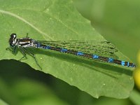 Variabele waterjuffer - Coenagrion pulchellum (vr.)  Variabele waterjuffer - Coenagrion pulchellum (vr.) [#Beginning of Shooting Data Section] Nikon D100  Focal Length: 185mm White Balance: Auto Color Mode: Mode III (sRGB) 2006/05/06 14:55:23.1 Exposure Mode: Aperture Priority AF Mode: Manual Hue Adjustment: 0° JPEG (8-bit) Fine Metering Mode: Spot Tone Comp: Normal Sharpening: Normal Image Size:  Large (3008 x 2000) 1/320 sec - f/7.1 Flash Sync Mode: Not Attached Noise Reduction: OFF Exposure Comp.: 0 EV Image Comment:                                      [#End of Shooting Data Section]