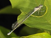 Coenagrion pulchellum 20, Variabele waterjuffer, forma nigrescens, female, Saxifraga-Ab H Baas