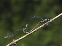 Coenagrion pulchellum 21, Variabele waterjuffer, Saxifraga-Rob Felix : Animalia, Arthropoda, Insecta, Odonata, Project Natuurbalans, animal, arthropod, dargonfly, dier, dieren, geleedpotige, geleedpotigen, insect, insecten, juffer, libel, libellen