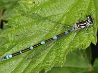 Variabele waterjuffer #47798 : Variabele waterjuffer, Coenagrion pulchellum, female