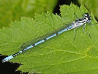 Variabele waterjuffer #47800 : Variabele waterjuffer, Coenagrion pulchellum