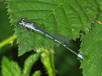 339_01, Var waterjuffer : Variabele waterjuffer, Coenagrion pulchellum, male