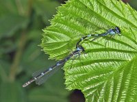 339_11, Var waterjuffer : Variabele waterjuffer, Coenagrion pulchellum, couple