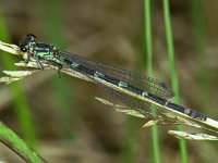 342_28, Var waterjuffer : Variabele waterjuffer, Coenagrion pulchellum, female