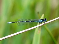 Coenagrion pulchellum 27, Variabele Waterjuffer, Saxifraga-Henk Baptist