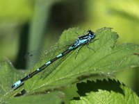 Coenagrion pulchellum 28, Variabele Waterjuffer, Saxifraga-Henk Baptist