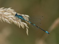 Variabele waterjuffer - Coenagrion pulchellum (man)  Variabele waterjuffer - Coenagrion pulchellum (man) [#Beginning of Shooting Data Section] Nikon D100  Focal Length: 250mm White Balance: Auto Color Mode: Mode III (sRGB) 2006/06/27 15:00:13.1 Exposure Mode: Aperture Priority AF Mode: Manual Hue Adjustment: 0° JPEG (8-bit) Fine Metering Mode: Spot Tone Comp: Normal Sharpening: Normal Image Size:  Large (3008 x 2000) 1/640 sec - f/6.3 Flash Sync Mode: Not Attached Noise Reduction: OFF Exposure Comp.: 0 EV Image Comment:                                      [#End of Shooting Data Section]