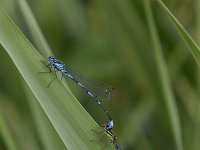 Coenagrion pulchellum 30, Variable waterjuffer, Saxifraga-Luuk Vermeer