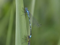 Coenagrion pulchellum 31, Variable waterjuffer, Saxifraga-Luuk Vermeer