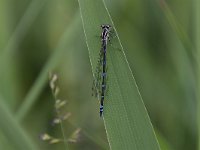 Coenagrion pulchellum 32, Variable waterjuffer, Saxifraga-Luuk Vermeer