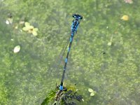 Coenagrion pulchellum 36, Variabele waterjuffer, Saxifraga-Tom Heijnen