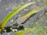 Coenagrion pulchellum 38, Variabele waterjuffer, Saxifraga-Tom Heijnen