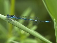 Variabele waterjuffer - Coenagrion pulchellum (man)  Variabele waterjuffer - Coenagrion pulchellum (man) [#Beginning of Shooting Data Section] Nikon D100  Focal Length: 250mm Optimize Image:  Color Mode: Mode III (sRGB) Long Exposure NR: Off 2007/05/21 17:27:59.9 Exposure Mode: Aperture Priority White Balance: Auto Tone Comp.: Normal RAW (12-bit) Metering Mode: Spot AF Mode: Manual Hue Adjustment: 0° Image Size: Large (3008 x 2000) 1/50 sec - F/6.3 Flash Sync Mode: Not Attached Saturation:  Exposure Comp.: 0 EV Sharpening: Normal Lens: 185mm F/3.5 D Sensitivity: ISO 400 Image Comment:                                      [#End of Shooting Data Section]