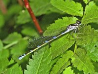 335_09A, Var waterjuffer : Variabele waterjuffer, Coenagrion pulchellum, female