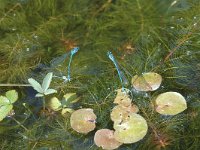 Coenagrion pulchellum 7, Variabele waterjuffer, Saxifraga-Jan van der Straaten