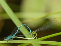 Coenagrion pulchellum 9, Variabele waterjuffer, Saxifraga-Kees Marijnissen