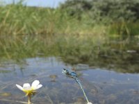 Coenagrion scitulum 1, Gaffelwaterjuffer, Saxifraga-Rob Felix : Animalia, Arthropoda, Insecta, Odonata, Project Natuurbalans, animal, arthropod, dargonfly, dier, dieren, geleedpotige, geleedpotigen, insect, insecten, juffer, libel, libellen