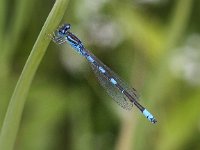 Coenagrion scitulum 4, Gaffelwaterjuffer, Saxifraga-Peter Meininger