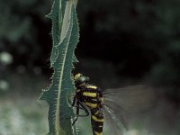 Cordulegaster bidentata 1, Zuidelijke bronlibel, female, Vlinderstichting-Tim Termaat