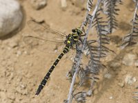 Cordulegaster boltonii 1, Gewone bronlibel, female, Saxifraga-Willem Jan Hoeffnagel