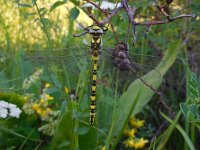 Cordulegaster insignis 1, Blauwoogbronlibel, male, Saxifraga-Ed Stikvoort