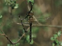 Cordulia aenea 1, Smaragdlibel, female, Saxifraga-Robert Ketelaar