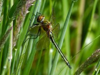 Cordulia aenea 15, Smaragdlibel, Saxifraga-Ab H Baas