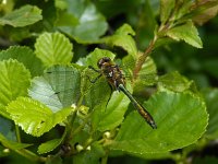 Cordulia aenea 16, Smaragdlibel, Saxifraga-Ab H Baas