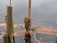 Cordulia aenea 3, Smaragdlibel, larva, Vlinderstichting-Jaap Bouwman