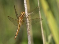 Crocothemis erythraea 10, Vuurlibel, Saxifraga-Peter Meininger