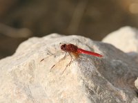 Crocothemis erythraea 11, Vuurlibel, Saxifraga-Dirk Hilbers